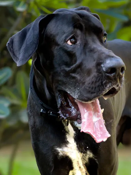 A close-up profile of the Great Dane, focusing on his expressive face.