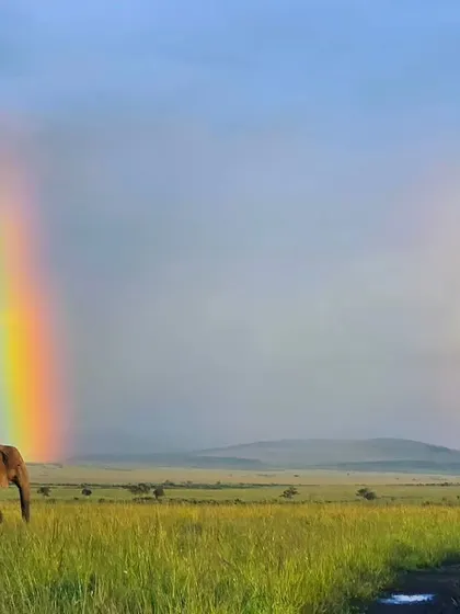 A moment of pure magic in the Masai Mara as an elephant walks under a rainbow. These are the once in a lifetime shots that we are always ready for.