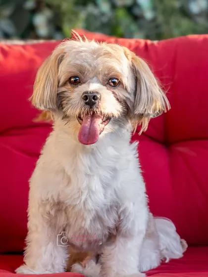 Meet Milo, a cute Shih Tzu with a happy tongue-out expression, ready for his close-up.