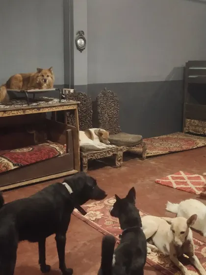 The indoor lounge area. You can see dogs claiming their favorite spots, from the top of a crate to the cozy rugs on the floor.