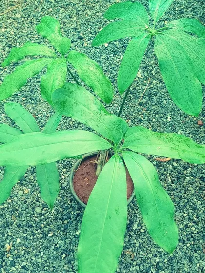 The Anthurium digitatum is a rare species with unique palmate leaves, where the foliage splits into finger-like sections. It's an interesting and unusual variety for the dedicated anthurium collector.