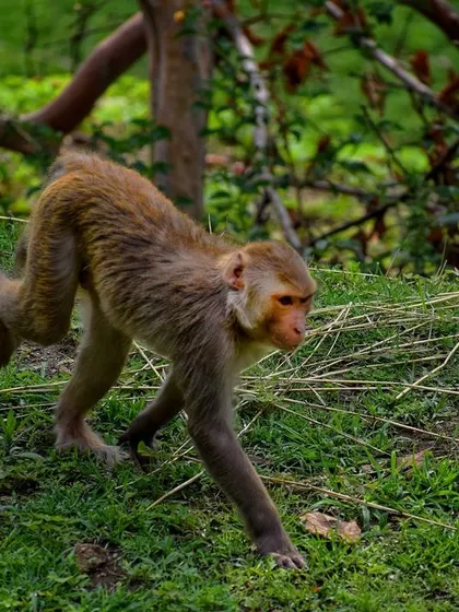 A monkey on the move, captured mid-stride as it walks across a grassy patch.