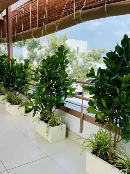 A bright and airy cafe balcony featuring Ficus trees in rectangular planters. This green border provides a sense of privacy and a natural setting for customers.