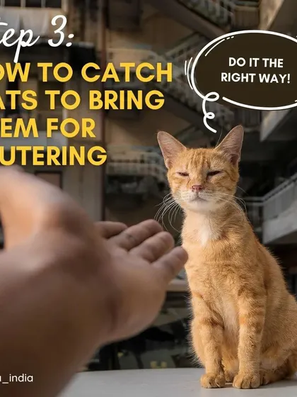 Once you know your cats, it's time to catch them for their neutering appointment. It's crucial to do it the right way to ensure the experience is as stress-free as possible for the animal.
