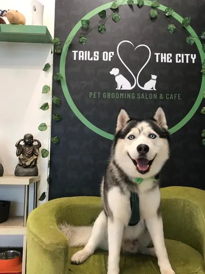 Spark the Husky is looking majestic and feeling fresh after a de-shedding treatment and bath. Regular grooming is essential for double-coated breeds to manage shedding and maintain a healthy coat.