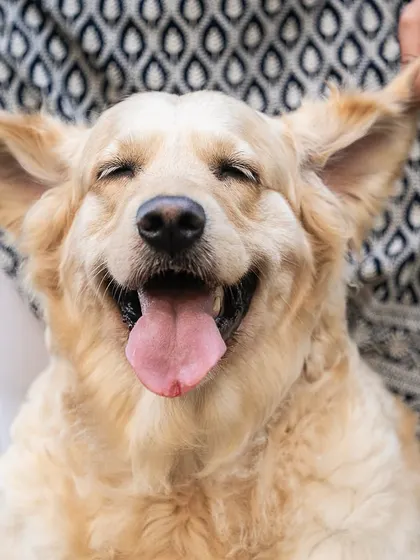 The pure bliss of an ear rub in the great outdoors. It's these candid moments of happiness and connection that I love to capture during an outdoor pet photography session.