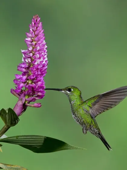 A Green-crowned Brilliant hummingbird at a purple flower, showcasing the beautiful color contrast between the bird and its environment.