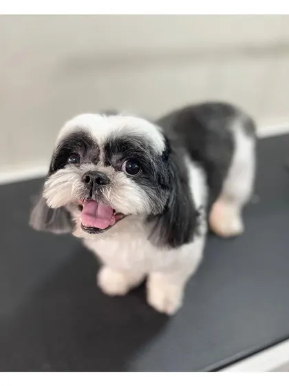 Skittles the Shih Tzu with a fresh and happy look. A standard haircut keeps him comfortable and looking his best.