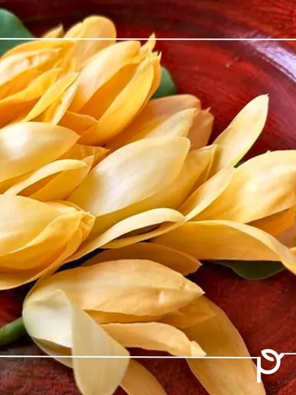 The enchanting Son Champa (Magnolia champaca), a native Indian tree known for its unforgettable fragrance. Unlike the seasonal Plumeria, Son Champa provides a perennial supply of fragrant flowers with low maintenance.