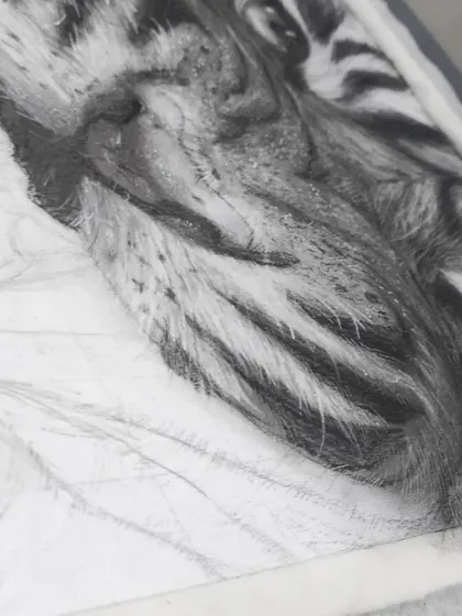 A close-up of the tiger charcoal sketch in progress.