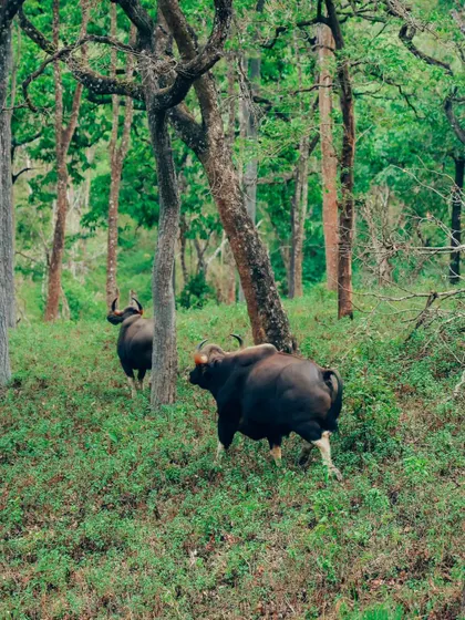 A photograph of two Indian Gaurs moving through the dense forest. This image showcases the challenge and reward of wildlife photography in the Western Ghats. This is a duplicate of ID 69.