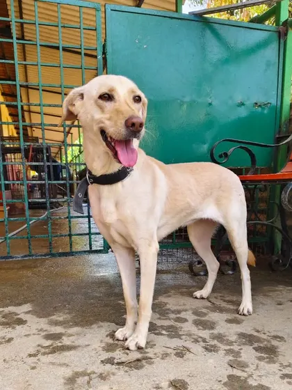 A full-body shot of Sweety, our beautiful Labrador-Indie mix. She is sterilized, vaccinated, and ready to move into an apartment or independent house with a loving family.