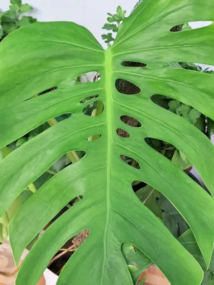 A close-up of a healthy Monstera leaf. The fenestrations, or holes, are a sign of a mature and happy plant.