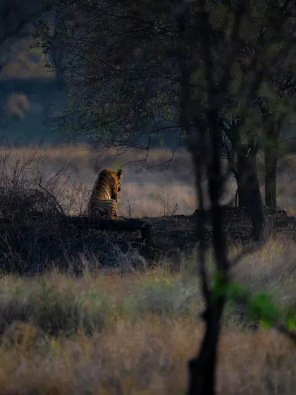 A tiger rests on a ridge, surveying its territory. This wider shot places the animal in its environment, showing the relationship between the predator and the forest it commands.