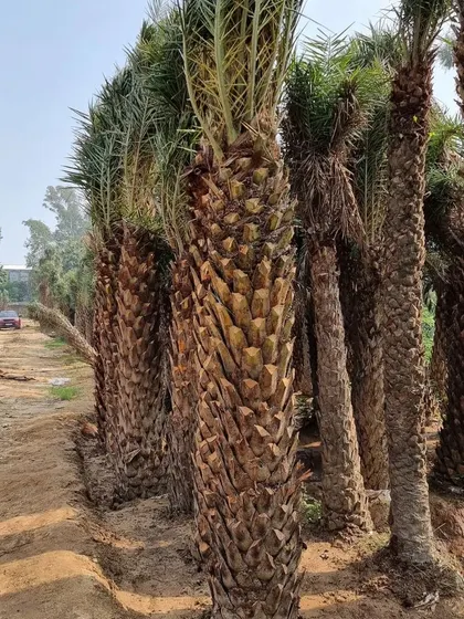 These Date Palms are ready for transport and delivery to a project site. I handle the logistics to ensure the plants arrive safely and are installed correctly.