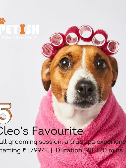 For the ultimate pampering, choose "Cleo's Favourite". This is a true spa experience, including a full grooming session that leaves your pet feeling completely rejuvenated.