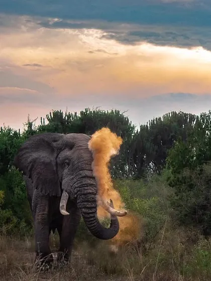 An elephant enjoys a dust bath against a dramatic sunset in Queen Elizabeth National Park, Uganda. The golden light on the dust creates a magical, ethereal effect.