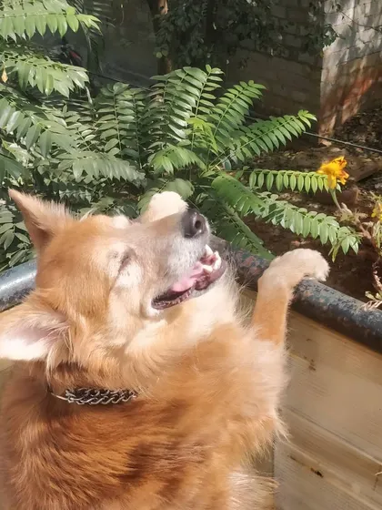 This is Oscar, a German Spitz and a long-time guest, enjoying the sunshine. He loves to feel the warmth on his fur and just relax.
