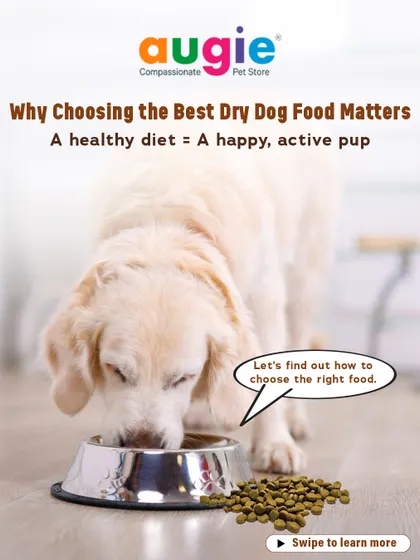Why does choosing the best dry dog food matter so much? Because a healthy diet directly translates to a happy, active pup. Let's find out how to choose the right one for your best friend.