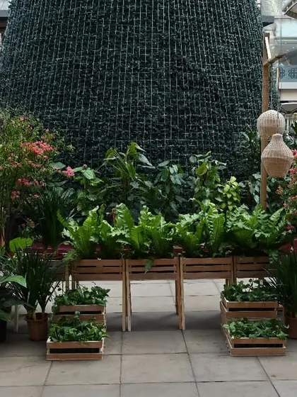 A beautifully arranged display of ferns and other foliage plants, showing how we transform public spaces into curated green showcases.