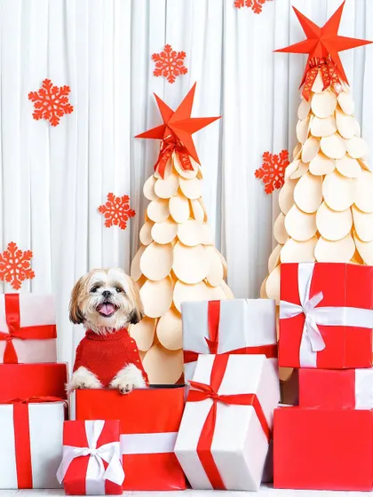 The best Christmas gift you could ever ask for! This little Shih Tzu looks absolutely adorable popping out of a pile of presents in our festive studio setup.
