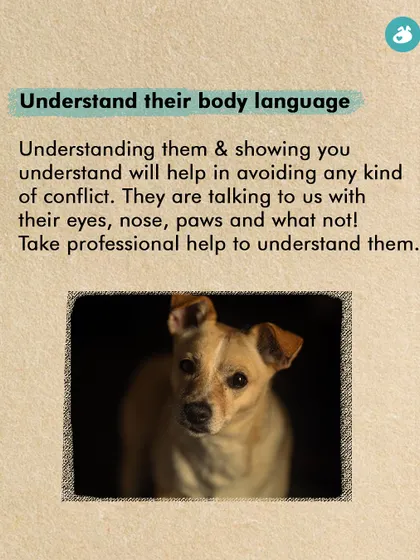 Understanding a dog's body language is the key to avoiding conflict. This infographic encourages caretakers to learn their signals, whether it's through our classes or by seeking professional help, to build trust and safety.
