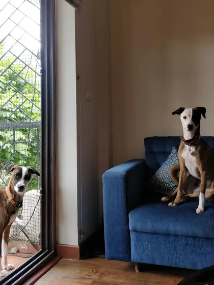 Coffee and Jager on pigeon watch. It's one of their favorite pastimes, and I'm happy to be their lookout partner.