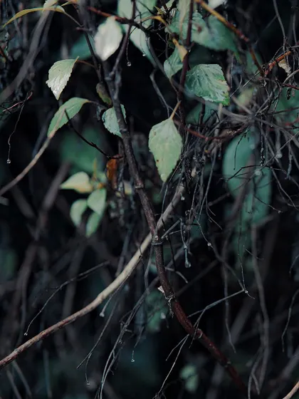 A moody detail shot from the monsoon season in Mussoorie, focusing on rain and flora.