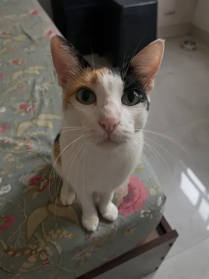 This is Dora. That gentle look is the result of a calm, quiet environment where she can feel completely at ease.