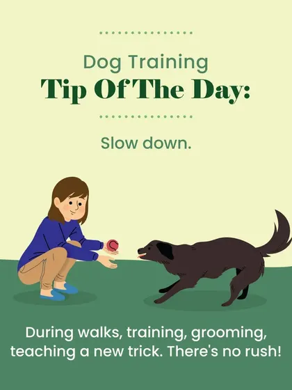 The key to successful training is to slow down. Whether you're on a walk, teaching a new trick, or grooming, there's no rush. A patient approach builds a more solid and trusting bond with your dog.
