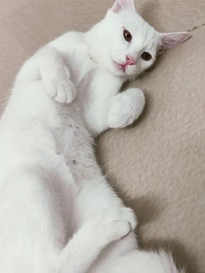 Freddy is the master of comfortable poses. He looks so serene and happy here.