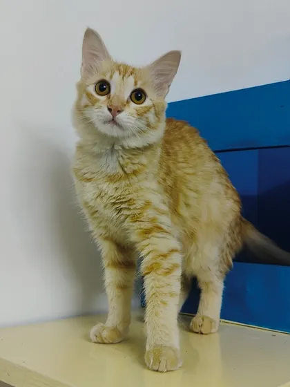 Another shot of the alert and adorable Nazar. He is always ready for an adventure or a cuddle.