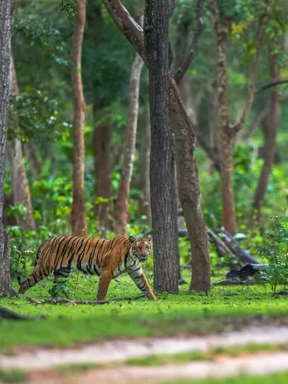 A beautiful environmental shot of a Russel line tiger moving through the forest. Composing images that place the animal within its habitat helps tell a more complete story of its life.