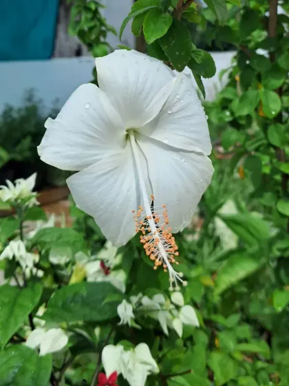 A white hibiscus bloom with a Bleeding Heart flower in the background, showing how you can mix different plants.