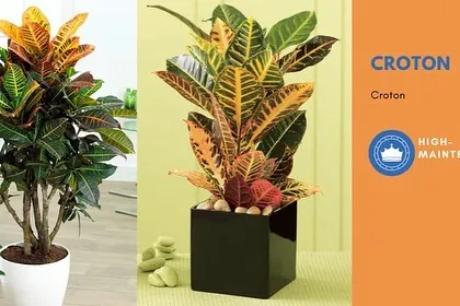 The Croton plant is loved for its colorful foliage, but it is a high-maintenance plant that requires bright light and consistent care to keep its colors vibrant.