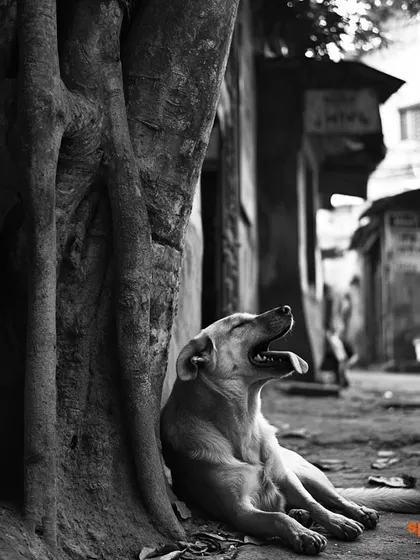 The black and white version of our "A Quiet Sunday" story, adding a timeless, artistic feel to the bond between a man and a street dog in Kolkata.