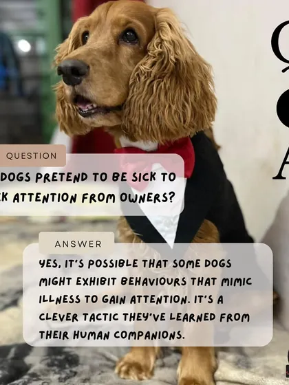 Do dogs pretend to be sick for attention? It's possible! Some clever dogs learn that mimicking illness can earn them extra cuddles and care from their favorite humans.