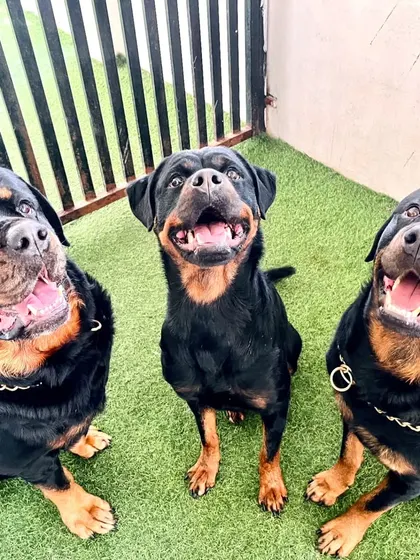 Happy Rottweiler smiles. They are often misunderstood, but here they are just big, lovable babies.