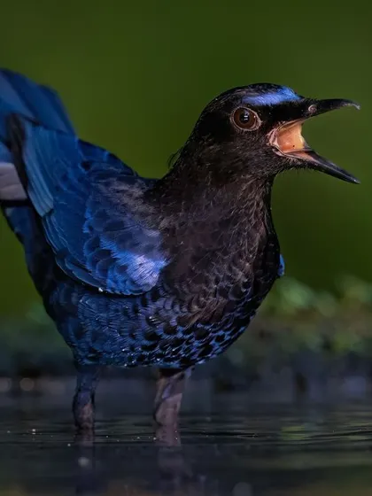 The thrush calling while standing in water, a behavior often seen at dawn and dusk.