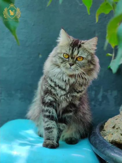 The same fluffy tabby, now with a more regal and composed expression. This shows how quickly their moods can change, and we're here for all of them.