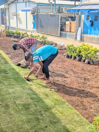The new lawn begins to take shape as our team continues to lay down fresh turf.