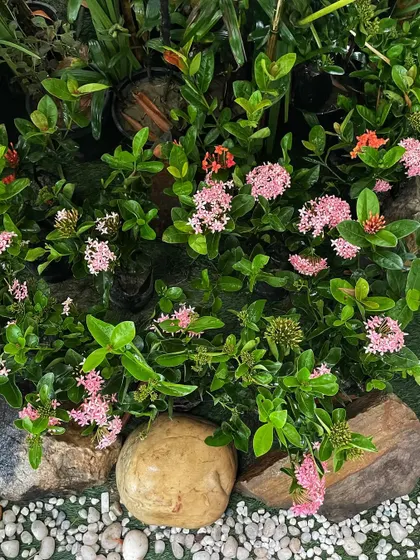 A beautiful shot of the flowering plants and stones we used for ground cover. This kind of detailed work helps make the artificial landscapes look completely natural on camera.