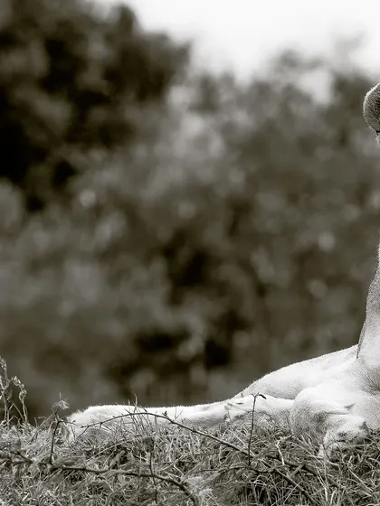 A modern, minimalist take on a classic wildlife portrait. Her gaze is the undeniable focal point.