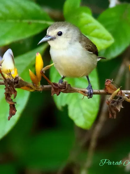The Nilgiri Flowerpecker is a tiny bird endemic to the Western Ghats. They are crucial pollinators and seed dispersers, especially for mistletoes, playing a vital role in the health of their forest home.