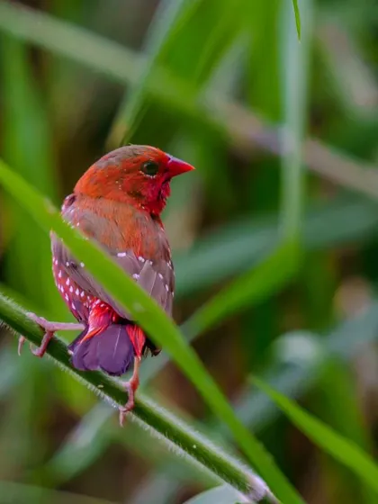 A duplicate of the Red Avadavat hiding in the grass, a shy but beautiful subject.