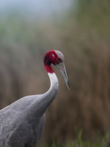 A quiet portrait of a Sarus Crane, with a soft, out-of-focus background that brings all the attention to the bird itself.