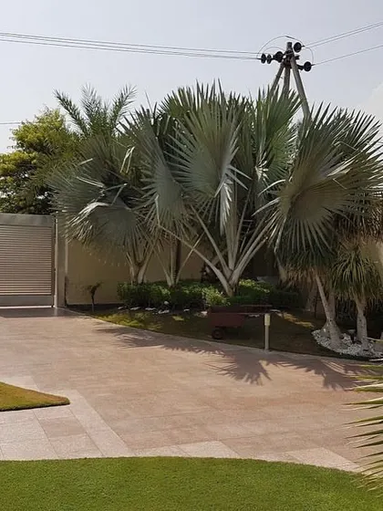 The entrance to your home sets the first impression. For this driveway, I used striking Bismarckia palms and other tropical plants to create a grand, welcoming entryway that makes a statement.