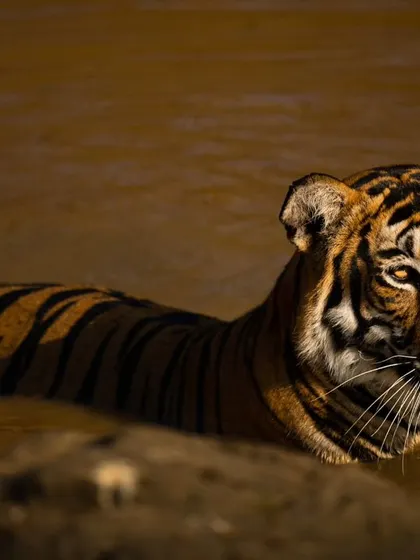 Another portrait of the Magge female in the waterhole, her gaze softened as she looks into the distance. The play of light and shadow on her fur is just beautiful.