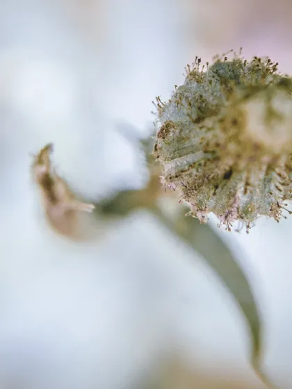 A top-down macro view of a dried flower head, showing the intricate patterns and textures left behind after it has bloomed.