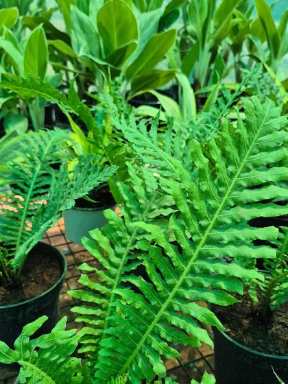 This fern variety features uniquely textured, wavy fronds. It's a great choice for adding lush, green texture to shady areas of your garden or home.
